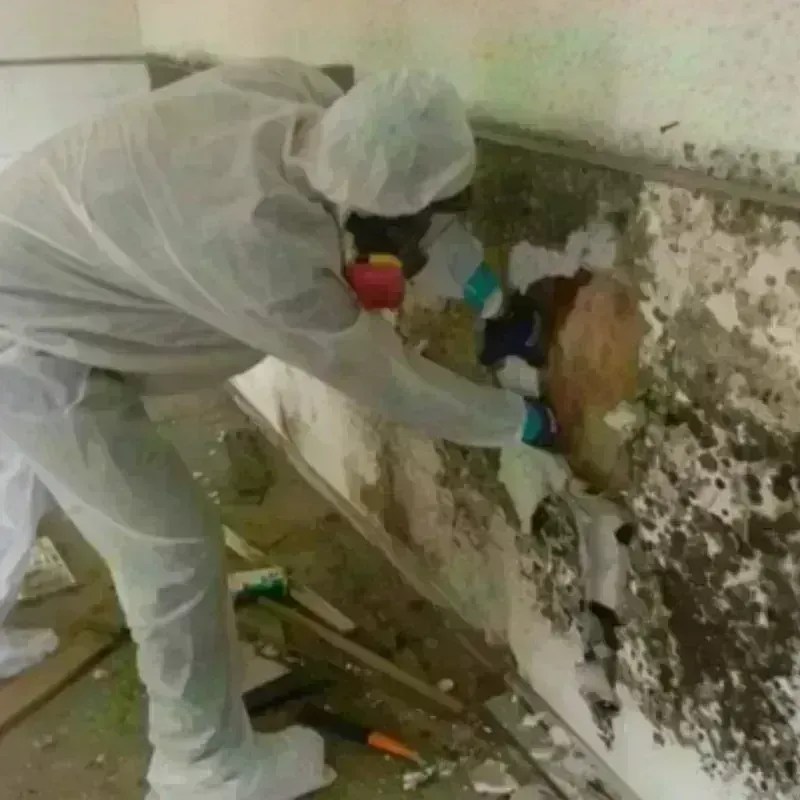 Mold Remediation and Removal in Bryan, TX